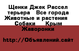 Щенки Джек Рассел терьера - Все города Животные и растения » Собаки   . Крым,Жаворонки